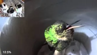 [slow down] Sleeping hummingbird "snores" in Peru