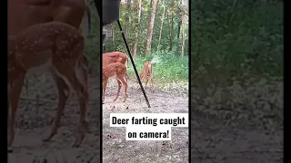 Deer Farting caught on camera!