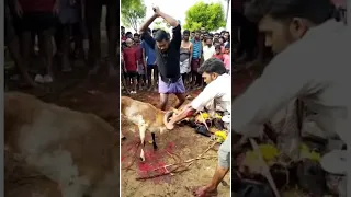 keda vettu pannerkulam mahendren 🐏🐏⚔️ mahi mahinila