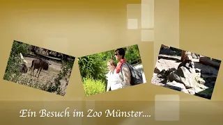 Münster Zoo