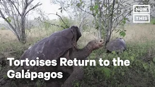 Galápagos Tortoises Return Home After Saving Species | NowThis