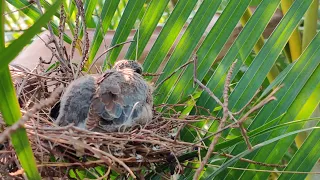 Incredible footage of Baby Doves behavior in Banana Nest of dove bird Original clip Burundi Africa