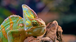 Reptiles & Amphibians 4K HDR 60FPS ( FUHD ) Dolby Vision