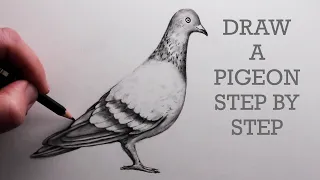 How to Draw a Pigeon Step-by-Step: Pencil Drawing Tutorial for Beginners