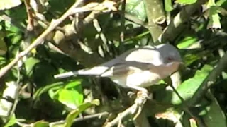 Subalpine Warbler sp (Porthgwarra 14th October 2014)