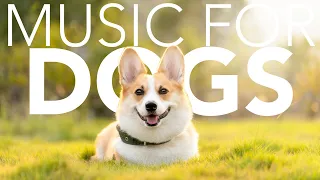 HOURS of Relaxing Dog Music! Tunes to Prevent Anxiety!
