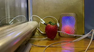 PlantWave strawberry music 440 hz frequency meditation relaxation
