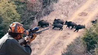 LONG RANGE WILD BOAR HUNTING - UZUN MESAFE DOMUZ VURUŞLARI - CHASSE AU SANGLIER