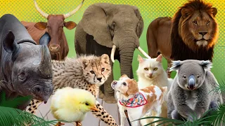 Happy Cute Animal Sounds - Koala, Cheetah, Cow, Tiger, rahino, elephant, dog, cat - Animal sound