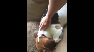 Petting doggo with right hand