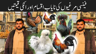 College Road Birds Market college | Most Beautiful Fancy Hens Prices | Fancy hens Prices | Turkey