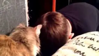 Кошка жалеет плачущего мальчика