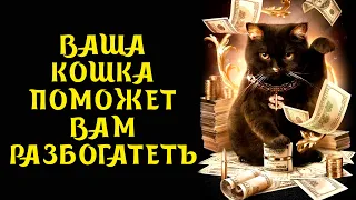 ПРИМЕТЫ ПРО КОШЕК 🐱 Как кошки помогут привлечь достаток в ваш дом 🐈