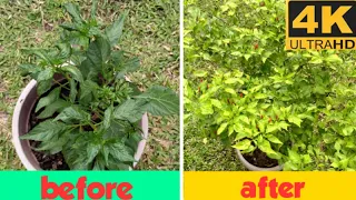 chilli/pepper curled leaves,disease fix it quickly (chilli in pots)container gardening