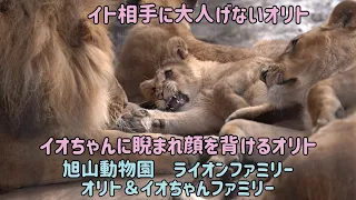 旭山動物園　イト相手に大人げないオリト　イオちゃんに睨まれて顔を背けるオリト　甘えん坊イト　オリト＆イオちゃんファミリー　ライオンファミリー　Orito&Io family