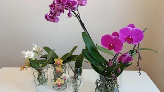 Зелень в горшке, в вазе с орхидеей . Как решить эту проблему ?