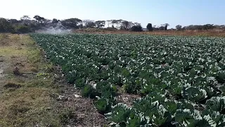 Cabbage irrigation