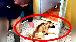 Dieser Hund hat 10 Monate nichts gegessen, dann kümmerte sich jemand!