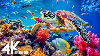 [NEW] 3HRS Stunning 4K Underwater Wonders + Relaxing Music | Coral Reefs & Colorful Sea Life