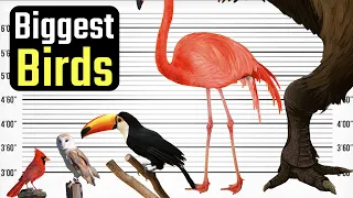 Birds Size Comparison. Which Bird is the Biggest? You'd be Surprised for Sure!