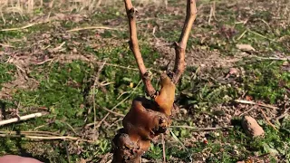 Poda de cepas de primer año. Criterios a tener en cuenta.