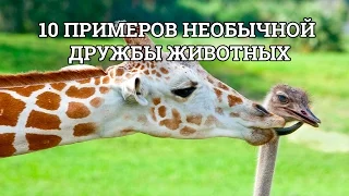 10 ПРИМЕРОВ НЕОБЫЧНОЙ ДРУЖБЫ ЖИВОТНЫХ