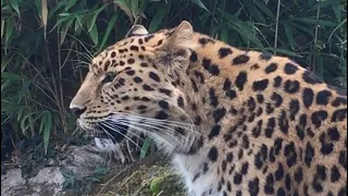 Colchester Zoo Welcomes Two Amur leopard Cubs