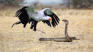 King Cobra Fights With Secretary Bird In The Wild- Who Is The Best