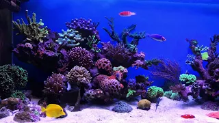 Coral Reef Aquarium - Acuario Marino - Música Relajante - Relax Music 1080p