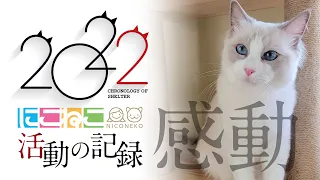 【感動】2022年に保護された50匹の猫たち...出会いと別れ、笑顔と涙。【にこねこ保育園】活動記録
