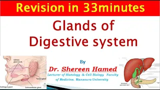 2021 revision of glands of digestive system