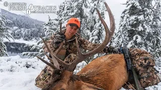 2017 Wyoming Wind River Elk Hunt (Amazon Version)