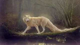 ~Wolfblood Subliminal~