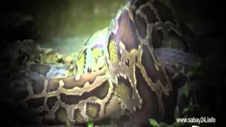 Python vs Alligator, Python vs Alligator 2015, Python Bursts After Eating Alligator