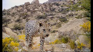 The Arabian leopard