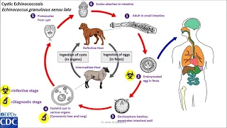 Echinococcus granulosus life cycle