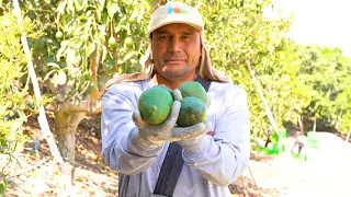 Campaña de Palta y Cítricos 2022 - Don Ricardo