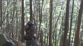 Treed Bear Taken with Pistol