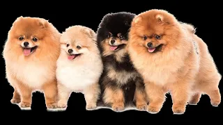 Why you should never miss out on pomeranian puppies #shorts