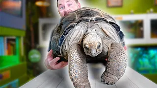 INCREDIBLE TORTOISES YOU SHOULD KNOW!