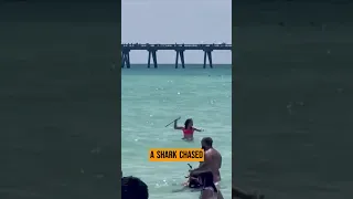 Shark comes close to swimmers on Florida beach.