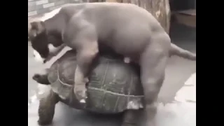 You are not fucking anything | Turtle vs Dog