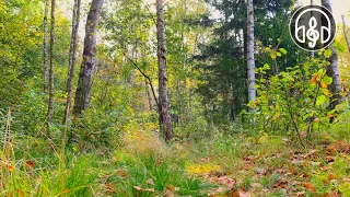 Birdsong in Autumn Forest. 3 Hours for Sleep, Relaxation and Meditation