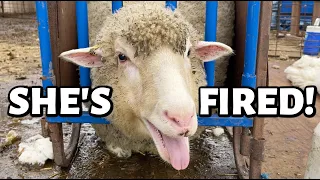 EWE ARE FIRED! ...yup, we fired a sheep. | Vlog 665