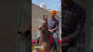 Riding Marwari mare laddo #marwari #horse #horselover #nukra #nukrahorse #shonkisardar #trending