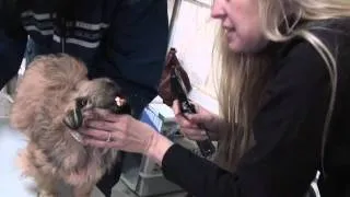 TN puppy mill dogs rescued, brought to Tennessee State Fairgrounds