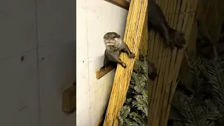 Pip the Otter so cute seeking for mommy's help 🦦🥰|Cute Otter