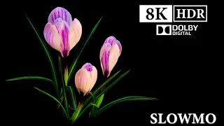 Best Of SLOW-MO 8K HDR Dolby Atmos Video