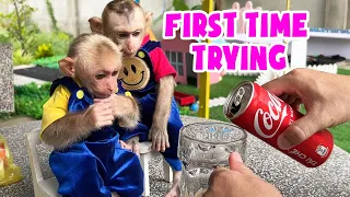Two little monkeys, Bibi and Bonbon curious and wanted to try Coca water for frist time