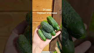 Ранний урожай огурцов в мае без теплицы🥒